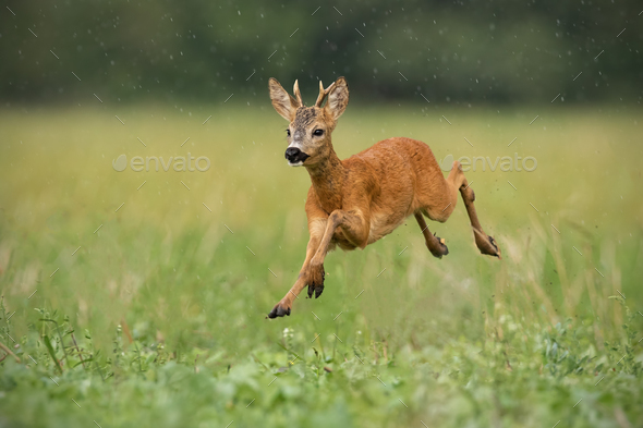 Young roe deer, capreolus capreolus, buck running fast in the summer rain - Stock Photo - Images