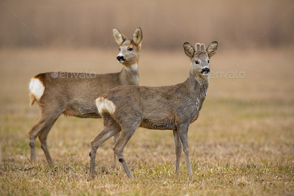 Roe deer, capreolus capreolus, in spring with dry grass blurred in background - Stock Photo - Images