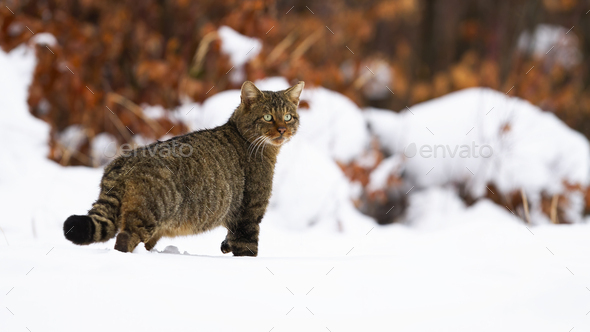 CAT Art Cute KITTENS Very Fluffy Tails Snow Winter Modern New Russian Postcard 