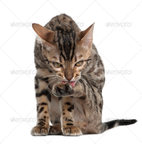 Bengal kitten, 4 months old, sitting in front of white background - Stock Photo - Images