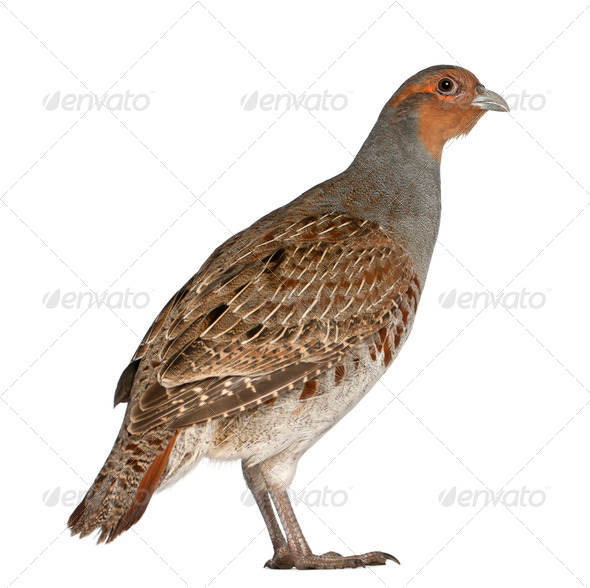 Portrait of Grey Partridge, Perdix perdix - Stock Photo - Images