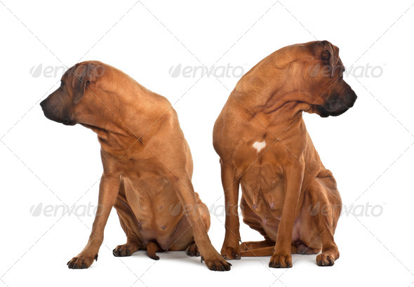 Two Tosas, 3 years old, sitting in front of white background - Stock Photo - Images