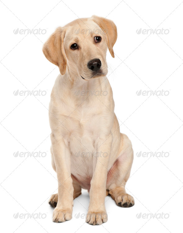 Labrador retriever hot sale 4 months old