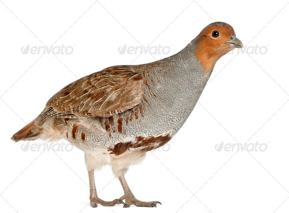 Portrait of Grey Partridge, Perdix perdix, also known as the English Partridge, Hungarian Partridge - Stock Photo - Images