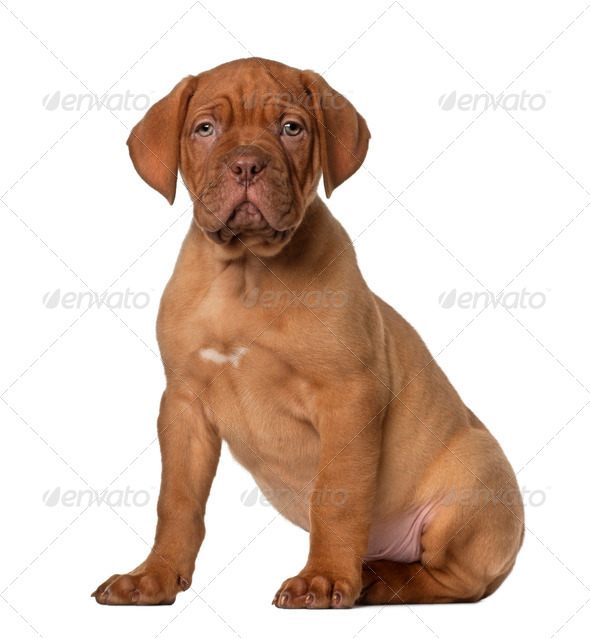 Dogue de Bordeaux puppy, 8 weeks old, sitting in front of white background - Stock Photo - Images