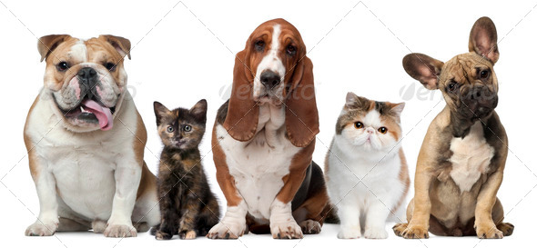 Group of cats and dogs in front of white background - Stock Photo - Images
