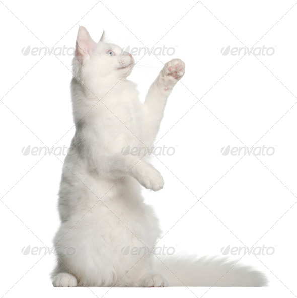 Maine Coon cat, 5 months old, sitting in front of white background - Stock Photo - Images