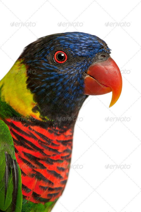 Close up of Ornate Lorikeet, Trichoglossus ornatus, a parrot in front of white background - Stock Photo - Images