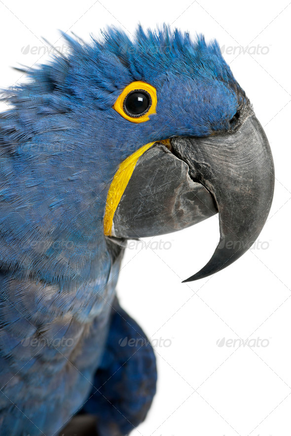 Portrait of Hyacinth Macaw, Anodorhynchus hyacinthinus in front of white background - Stock Photo - Images