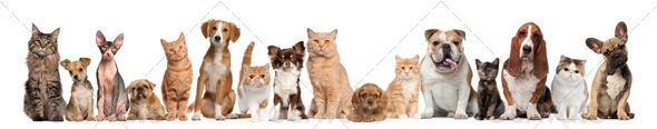 Group of cats and dogs in front of white background - Stock Photo - Images