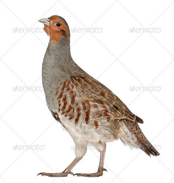 Portrait of Grey Partridge, Perdix perdix, also known as the English Partridge, Hungarian Partridge - Stock Photo - Images