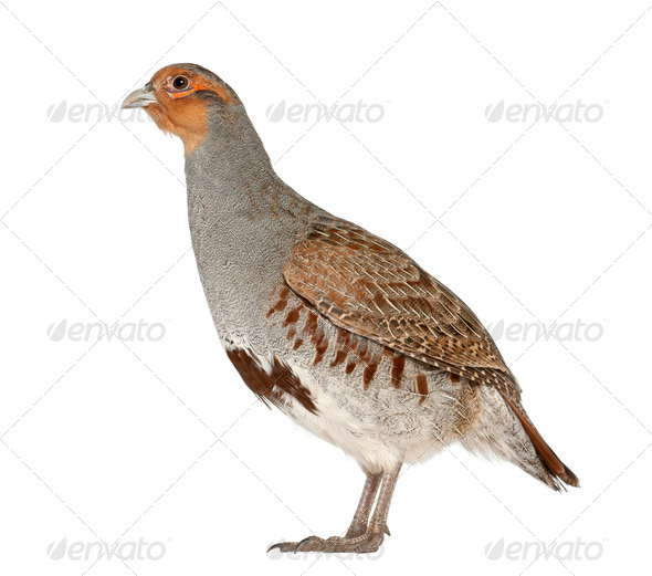 Grey Partridge, Perdix perdix, also known as the English Partridge, Hungarian Partridge, or Hun - Stock Photo - Images