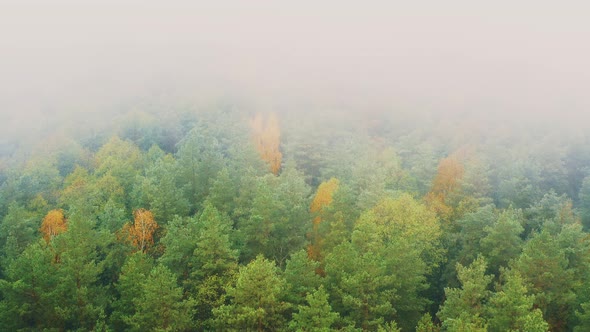 Aerial View  Flight Above Amazing Misty Forest Landscape alt