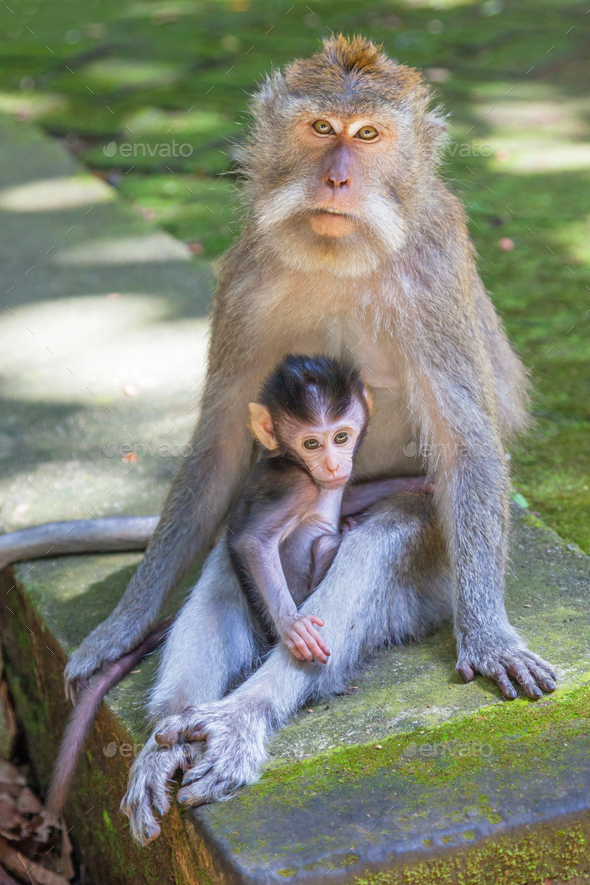 Long-tailed Macaque With Baby - Stock Photo - Images