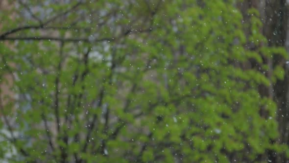 Heavy Spring Rain Drops Fall on Tree with Small Green Leaves alt