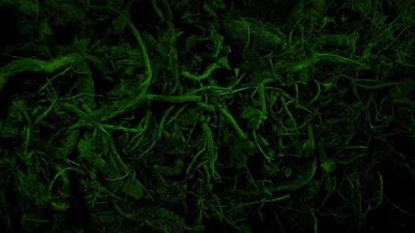 Spooky Green Wall Of Overgrown Plants And Roots alt