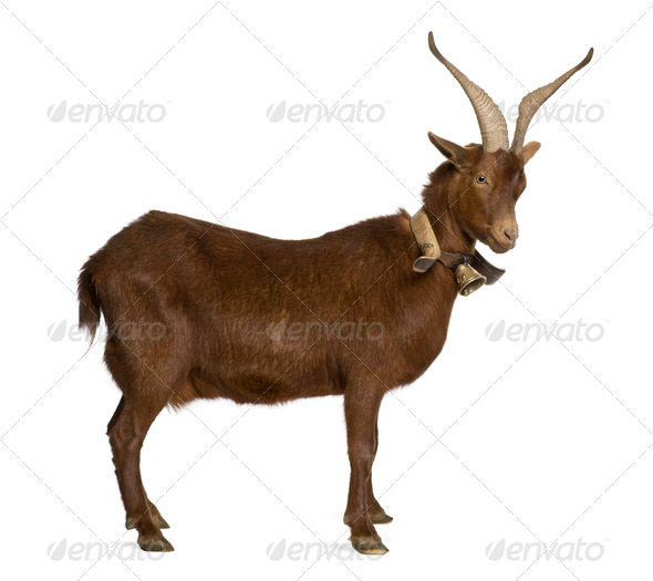 Rove goat, 4 years old, standing in front of white background - Stock Photo - Images