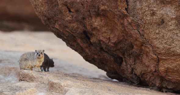 Rock hyraxes are walking and sitting on the rocks of the mountain in Namibia, 4k alt