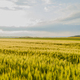 Agricultural Growth -Various Fields - Agriculture Farming Field - PhotoDune Item for Sale