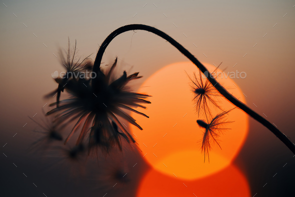 Silhouetted wilted dry flowers with sun set