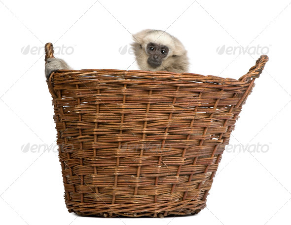 Young Pileated Gibbon, 1 year old, Hylobates Pileatus, sitting in basket front of white background - Stock Photo - Images