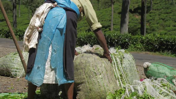 Lady in Traditional Clothes Weights Green Tea Leaves Bags alt