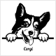 Corgi - Peeking Dog