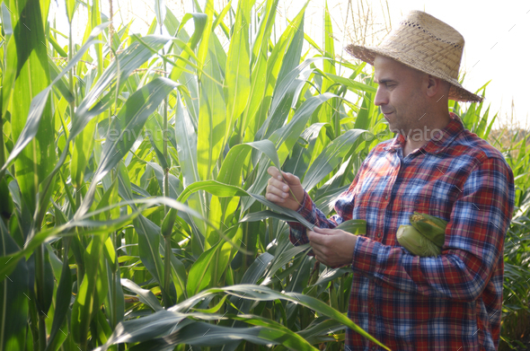 Middle age caucasian Farmer in straw hat inspecting maize cornfield
