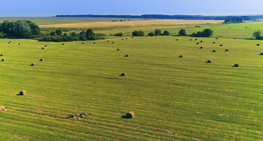 Wild Birds and Animals Drone Collection