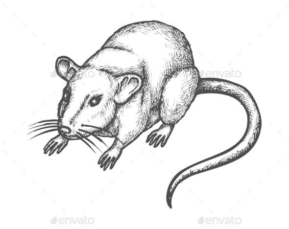 ArtStation - Rats. Pencil drawing