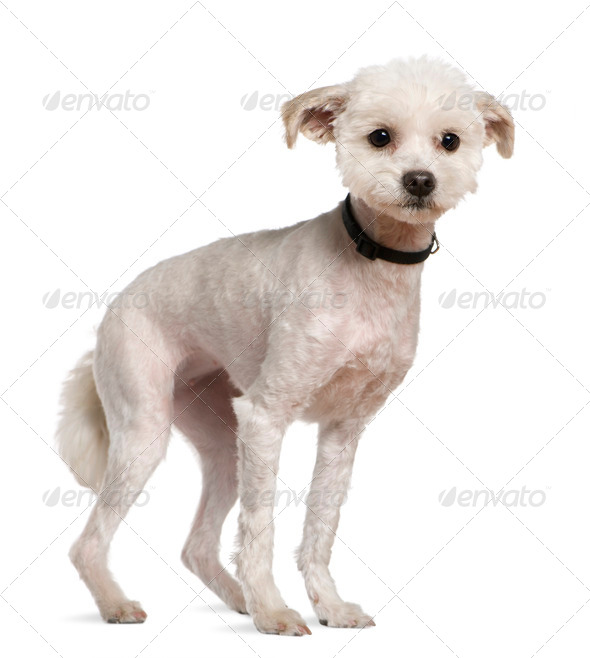 Bichon frise, 5 years old, standing in front of white background Stock ...