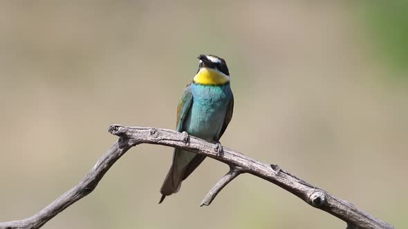 European bee-eater, Merops apiaster. A bird sits on a beautiful old branch and holds a prey