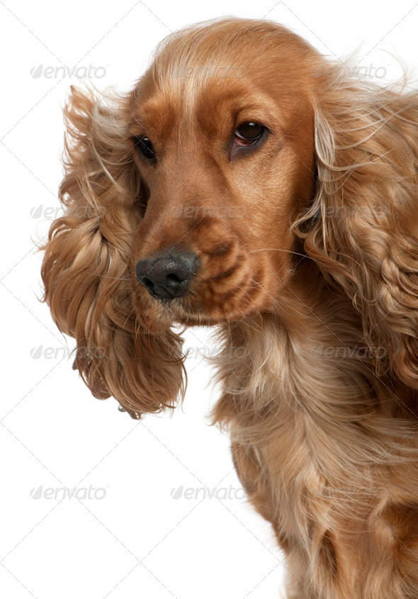 English Cocker spaniel with hair blowing in the wind, 18 months old, in front of white background - Stock Photo - Images