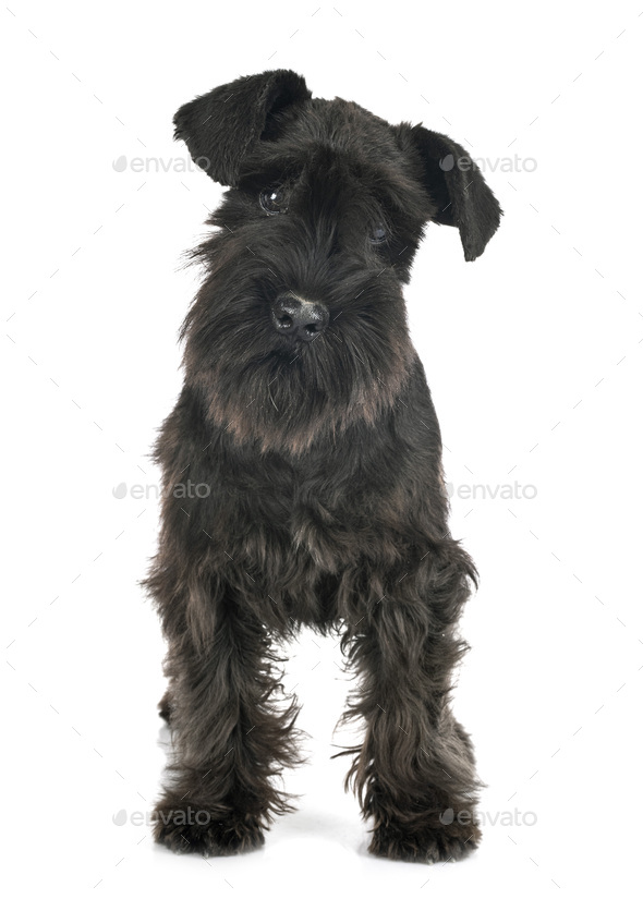 black mini schnauzer