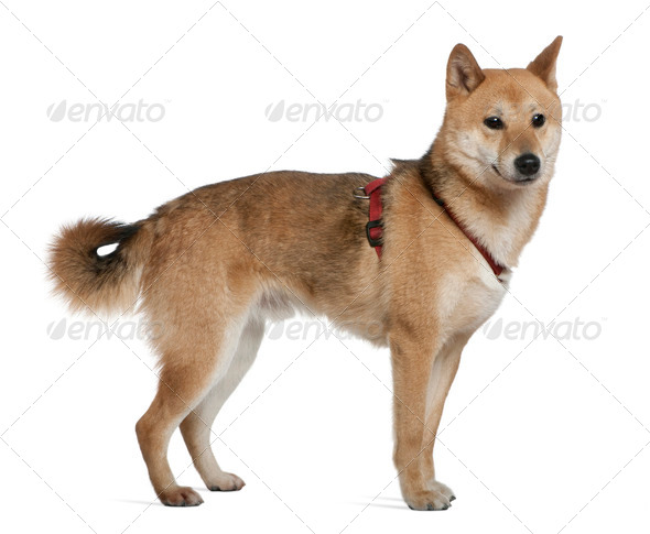 Shiba Inu 2 Years Old Standing In Front Of White Background