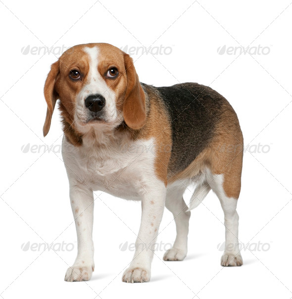Beagle, 3 years old, standing in front of white background - Stock Photo - Images
