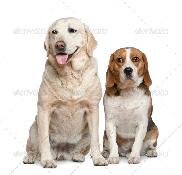 Labrador retriever and Beagle, 5 years old and 3 years old, sitting in front of white background - Stock Photo - Images