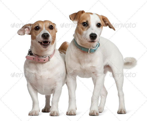 Two Jack Russell terriers, 5 years old and 6 months old, standing in front of white background - Stock Photo - Images