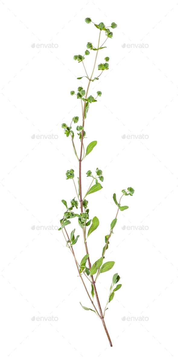 twig with buds of fresh marjoram herb isolated Stock Photo by vvoennyy