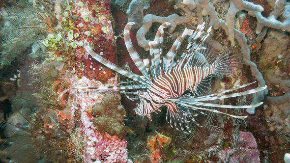 Lionfish off Bali - Stock Photo - Images