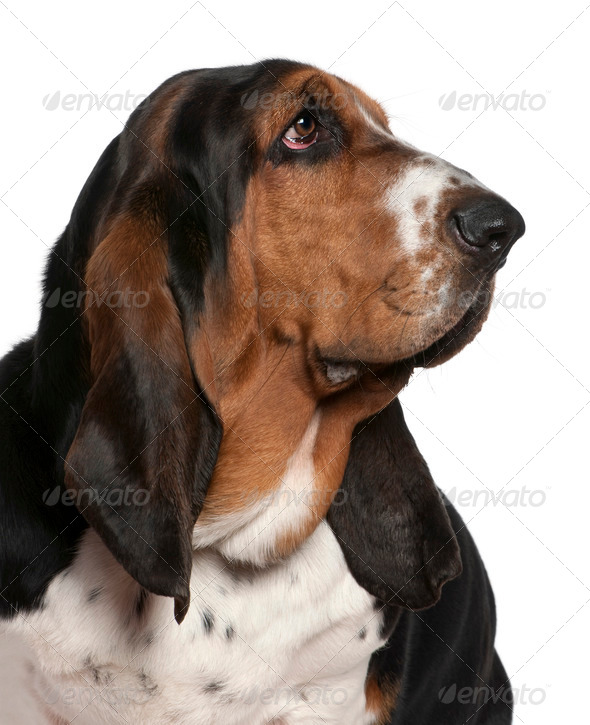 Close-up of Basset hound, 2 years old, in front of white background - Stock Photo - Images