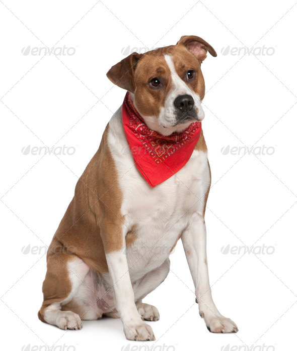 American Staffordshire terrier wearing handkerchief, 5 years old, in front of white background - Stock Photo - Images