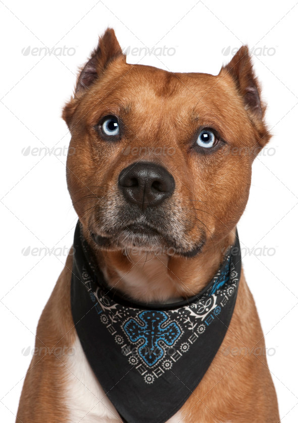 American Staffordshire terrier wearing handkerchief, 2 years old, in front of white background - Stock Photo - Images