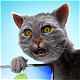 Funny Dramatic Cat - VideoHive Item for Sale