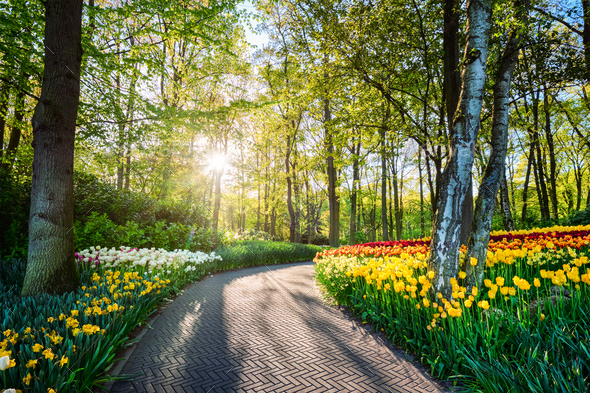 Keukenhof flower garden. Lisse, the Netherlands - Stock Photo - Images
