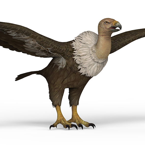 Vulture - 3Docean 25779239