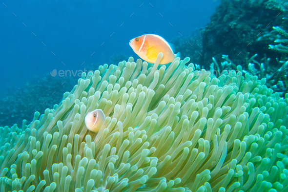 Pink Anemonefish Off The East Coast Of Bali Stock Photo By Zambezi