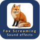 Fox Screaming Sound