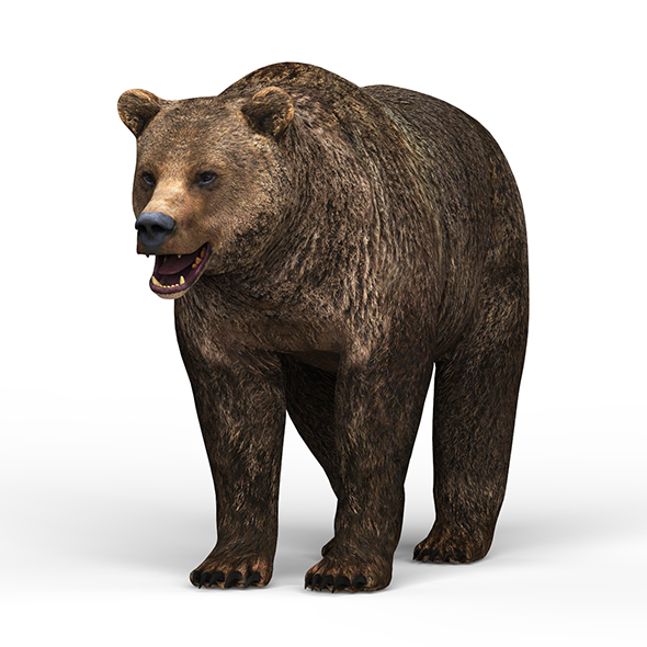 Wild Bear - 3Docean 25788395