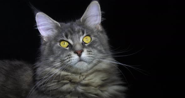 Blue Blotched Tabby Maine Coon Domestic Cat, Portrait of Female against Black Background alt